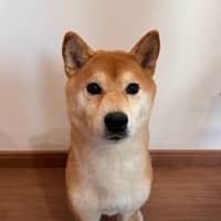 Amanda's dog