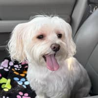 Anne's Morkie