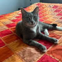 Dan's cat, Lucy