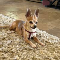 Donna's dog