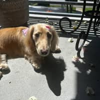 Cher, Gabrielle's dog