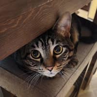 Jodi's cat
