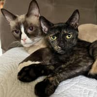 Joseph's cats
