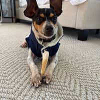 Molly's dog