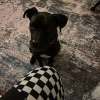 Natasha's dog, Nova