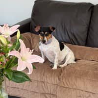 Susan's dogs